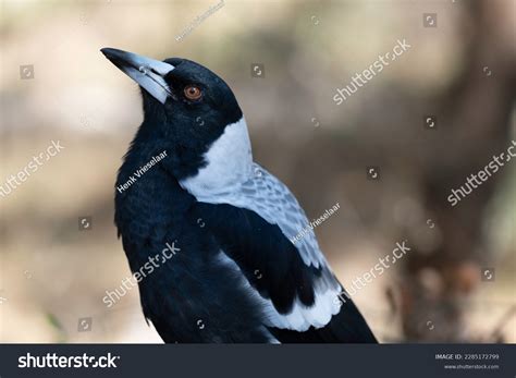 Australian Magpie Gymnorhina Tibicen Black White Stock Photo 2285172799