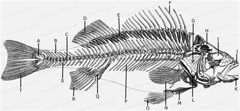 Fish Anatomy Fishhealth Pond Life