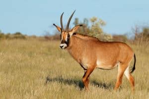 Roan Antelope Fun Facts: Africa’s Fearless Savanna Survivor