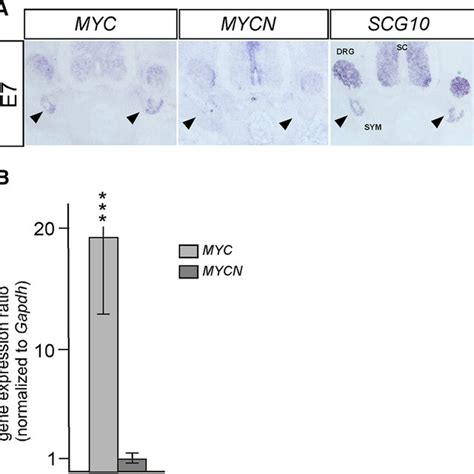 Expression Of MYCN And MYC In Developing Chick Sympathetic Ganglia A