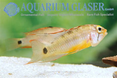 Apistogramma Sp Amaya Aquarium Glaser GmbH