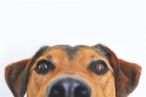 Dog Closeup Royalty-Free Stock Photo