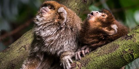 Titi monkey | Smithsonian's National Zoo