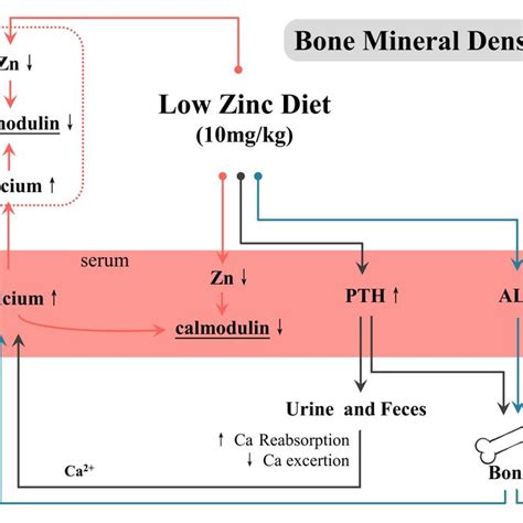 Relationship Between Zinc Deficiency Altered Calcium Metabolism And