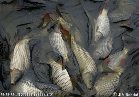 Carp Photos Carp Images Nature Wildlife Pictures Naturephoto