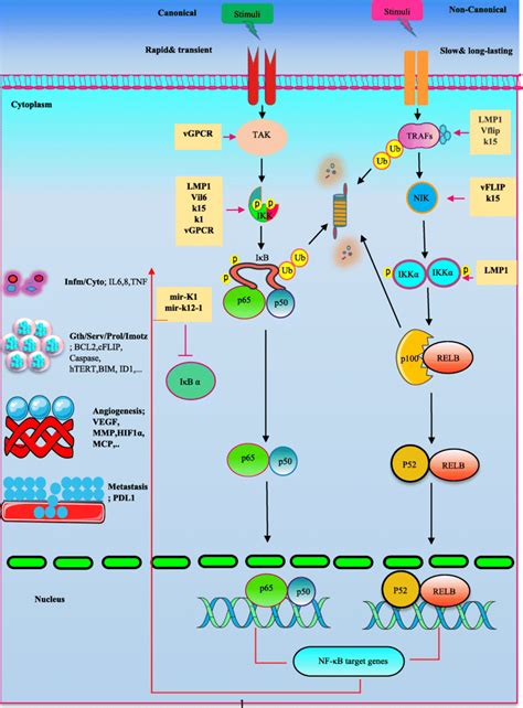 An Overview Of Virus Deregulated Nf B Signaling Pathway In