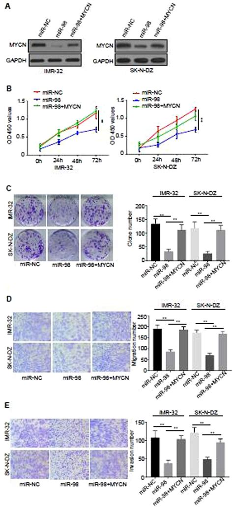 Over Expression Of MYCN Rescued The Decreased Malignant Phenotype