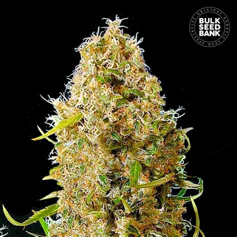 Bulk Seeds Bank Auto Kali S Mistery