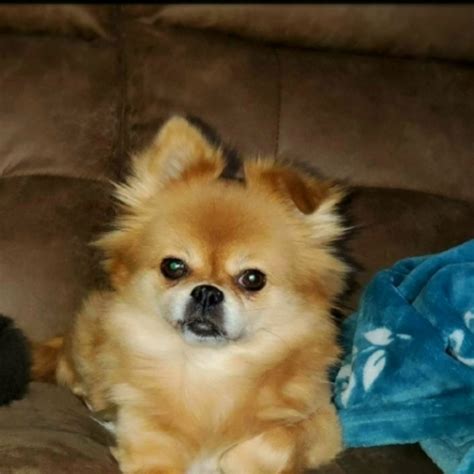 Japanese Chin Mix Dog Breed The Cutest Japanese Chin Mix Photos