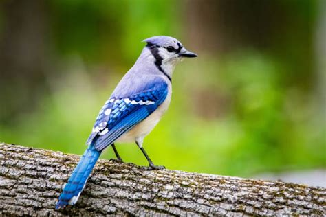 Espírito Animal Do Gaio Azul Simbolismo E Significado De Gaio Azul