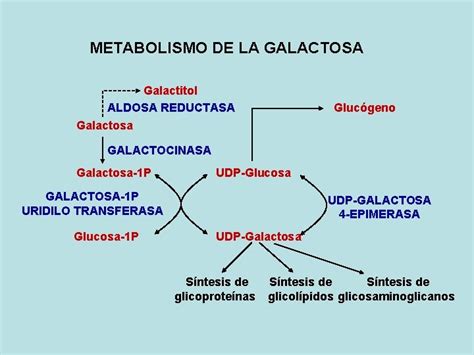 Metabolismo De La Galactosa Galactitol Aldosa Reductasa Galactosa