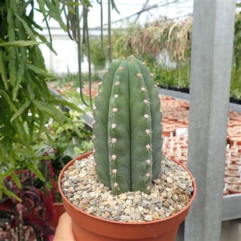 Trichocereus Pachanoi Uhlig Kakteen Über 5000 Verschiedene Arten