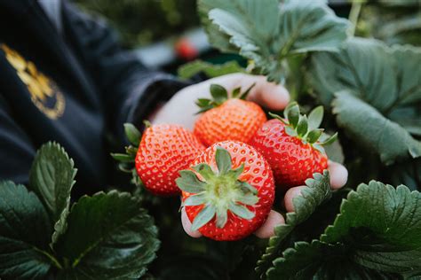 Sunny Ridge Strawberry Farm - Mornington Peninsula Magazine