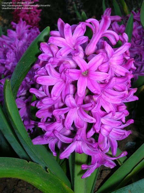 PlantFiles Pictures: Hyacinthus, Dutch Hyacinth 'Amethyst' (Hyacinthus ...