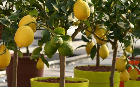 How To Grow An Indoor Lemon Tree Indoor Gardening