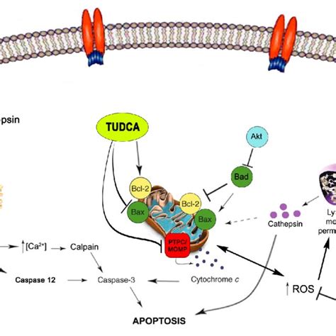 Apoptotic Pathways In The Retina Schematic Representation Of The Most