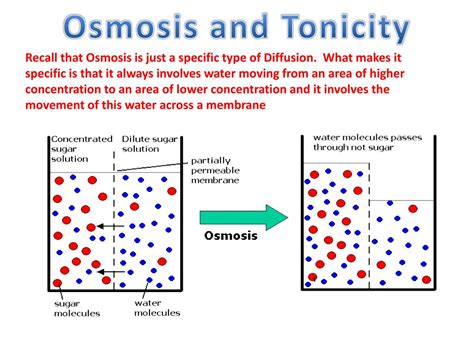 Ppt Fluid Mosaic Model Illustrated Powerpoint Presentation Free Download Id4713668