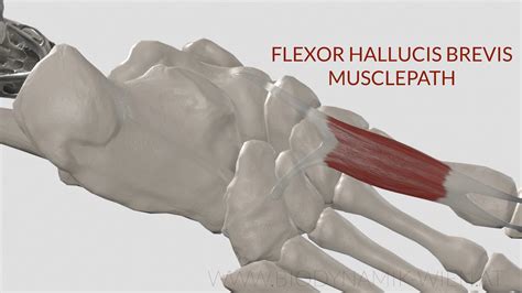 Flexor Hallucis Brevis Musclepath 3d Animation YouTube