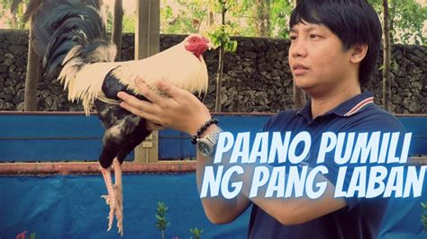 Paano Pumili Ng Manok Panabong Tips In Selection Youtube