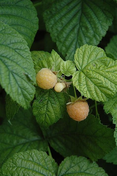 Fall Gold Raspberry Prairie Gardens