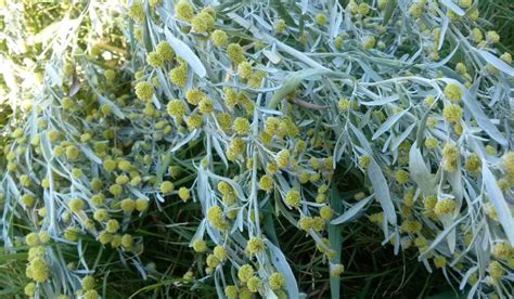 Artemisia Absinthium Facts Benefits Grow And Care Tips