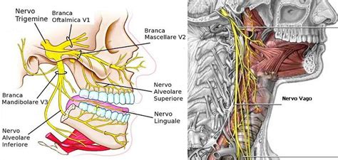 Articolazione Temporo Mandibolare E Rachide Cervicale Fisioterapia