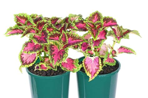 Coleus Heartbreaker Guildford Garden Centre