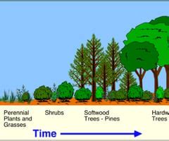 Ecological Succession Flashcards Quizlet