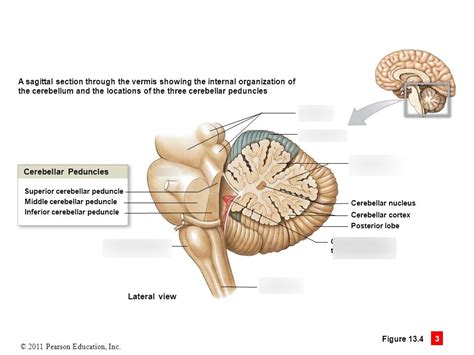 Cerebellum Sagittal View Diagram Quizlet