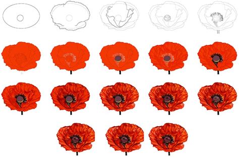 How To Draw A Poppy Flower A Step By Step Tutorial