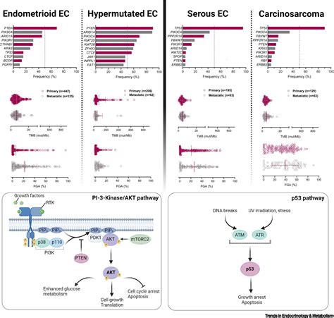 Integration Of Androgen Hormones In Endometrial Cancer Biology Trends