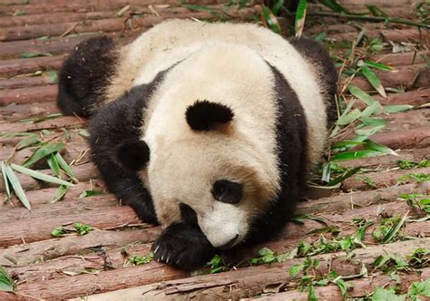 Baby of Giant panda bear — Stock Photo © tvorecxtra #96383034