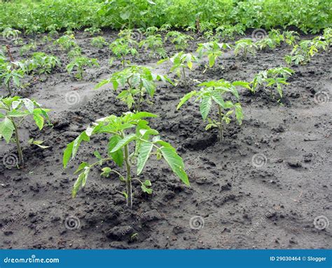 Plantación Del Tomate Imagenes de archivo Imagen 29030464