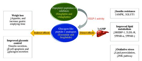 Adapted Mechanism Of Action Of Glucagon Like Peptide 1 GLP 1