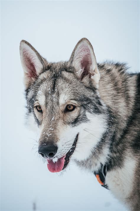 Saarloos Wolfdog Breed: A Unique and Fascinating Canine!