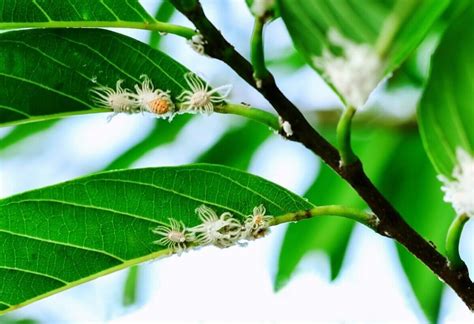 10 Common Croton Plant Pests and Remedies - Petal Republic