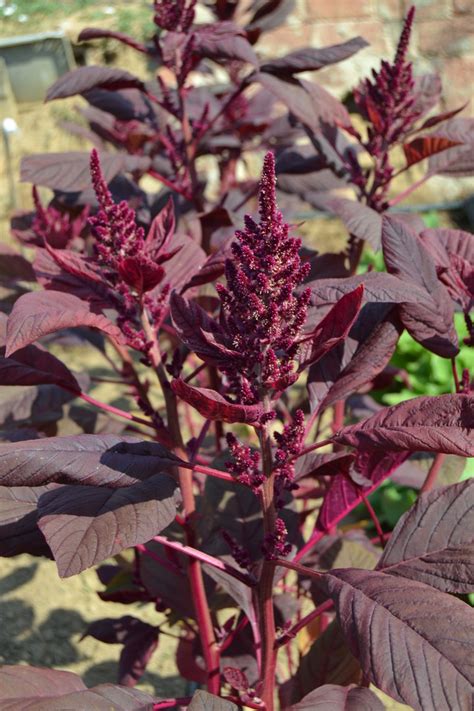 Red Amaranth Seeds (Amaranthus cruentus)