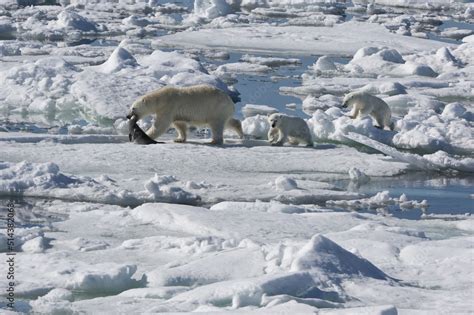 Female Polar Bear Ursus Maritimus With Two Cubs Hunting Dragging A