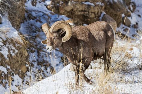 Colorado Rocky Mountain Bighorn Sheep Stock Photo Image Of Proud