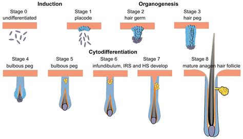 Basic Principles Of Hair Follicle Structure Morphogenesis 56 Off