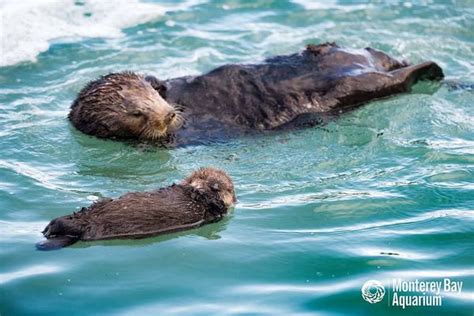 Wild Sea Otter Gives Birth at Monterey Bay Aquarium - ZooBorns