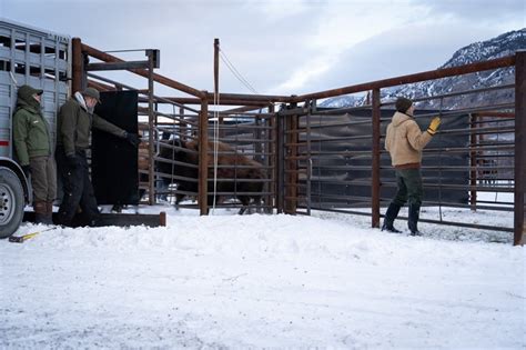 Restoring bison to Tribal lands: Largest Yellowstone bison transfer a ...