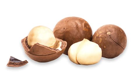 Macadamia Nut Oil Bulk And Organic Catania Oils