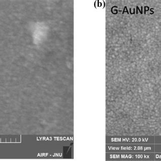 Sem Images Of A Chemically And B Biologically Synthesized Gnps