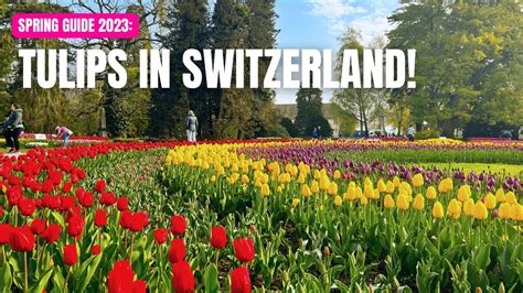 MORGES TULIP FESTIVAL 2023 FREE THINGS TO DO IN SWITZERLAND YouTube