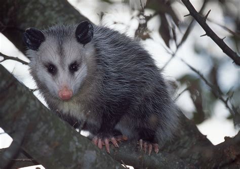 Tlacuache Norteño Vertebrados De La Presa Del Llano Estado De México