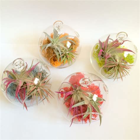 Orb Air Plant Hanging Terrarium Clear Glass Orb Kit Random Fun Etsy