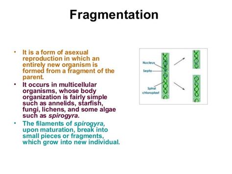 😎 What is regeneration in asexual reproduction. Which Organisms Can Reproduce by Fragmentation ...