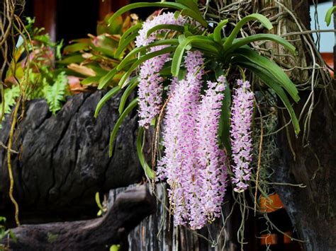 Orchid Types List