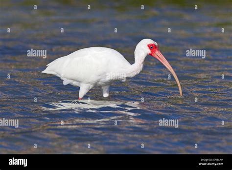 American White Ibis Eudocimus Albus Adult Feeding In Shallow Water